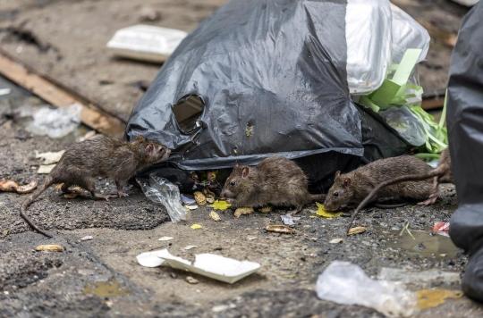 New pandemics to come?  Farm rats, a worrying virus reservoir