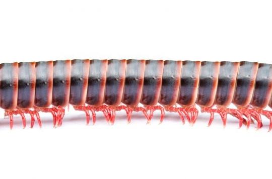 Nanomedicine: a centipede robot to transport drugs around the body.  VIDEO