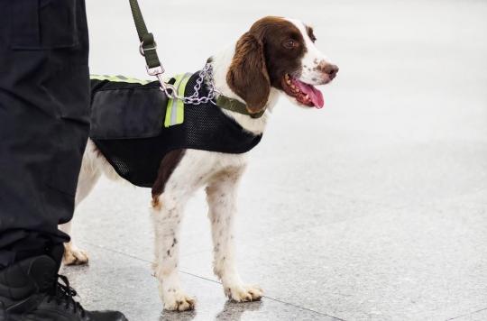 Screening for Covid-19 by sniffer dogs: the Academy of Medicine wants new scientific evidence