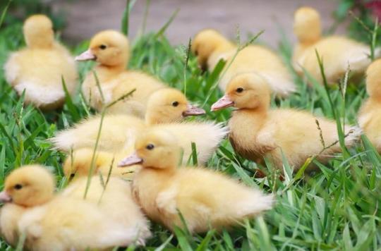 A laboratory in Gironde invents a vaccine against a form of avian flu