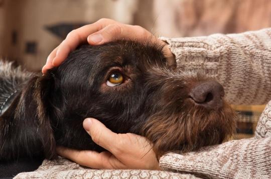 Petting a dog stimulates the brain and makes us more sociable