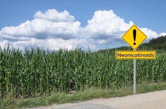 The French against the re-authorization of neonicotinoids for beet growers