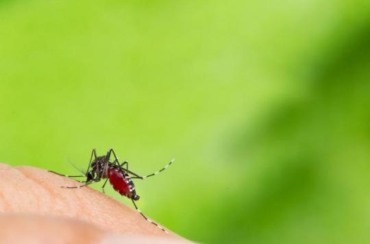 Zika, dengue, chikungunya: systematic surveillance of the tiger mosquito has become necessary in France