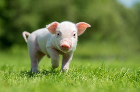 Pig hearts transplanted to humans within three years?