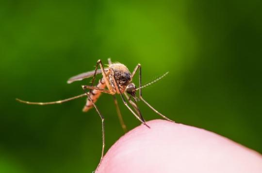 Malaria, dengue fever, Zika…: are genetically modified mosquitoes the solution?