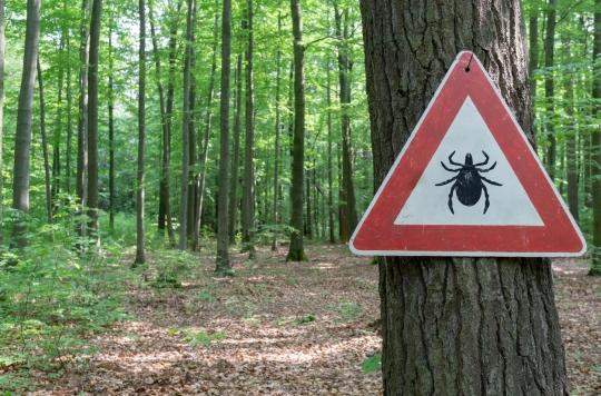 Lyme disease: white and affluent women more at risk