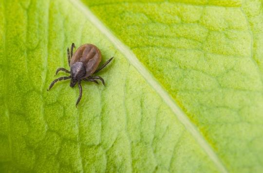 Ticks: more and more French people bitten in their garden