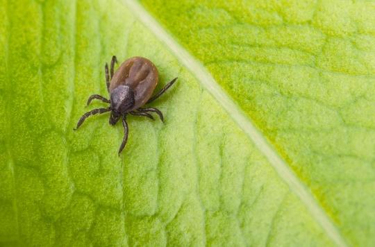 An antimicrobial to eradicate Lyme disease in nature