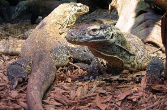 Antibiotic resistance: the Komodo dragon holds the solution