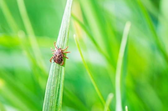 Lyme disease: why the symptoms are long-lasting?