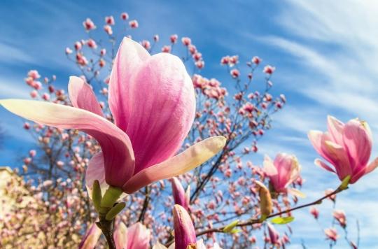 A magnolia bark compound to treat epilepsy