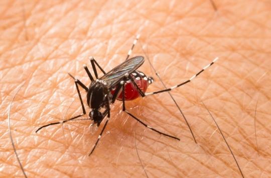 Chikungunya, zika, dengue: the tiger mosquito is progressing in France