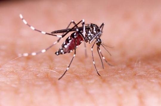 Dengue fever: a 7-year-old child dies in Polynesia