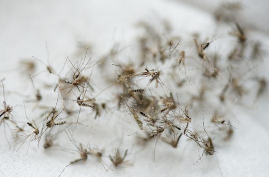 Zika: Florida could use transgenic mosquitoes