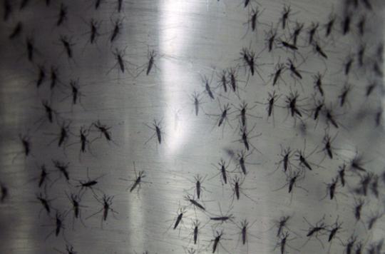 Zika: the threat is global