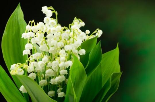 Muguet Un Poison Pour Les Enfants