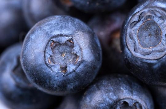 Bilberry has anti inflammatory properties