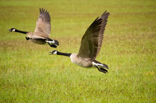 Avian influenza: bird farms must be contained