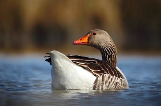 Avian flu: France has 75 outbreaks