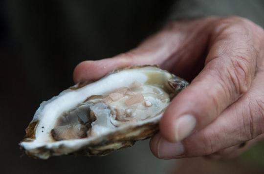 Seafood is heavily contaminated with microplastics