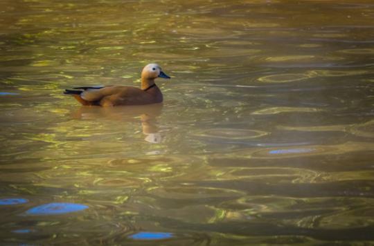 Avian flu: the epidemic may be linked to a malicious gesture