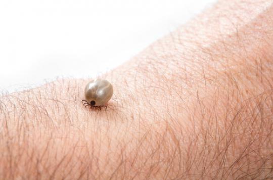 Lyme disease: contaminations peak in June