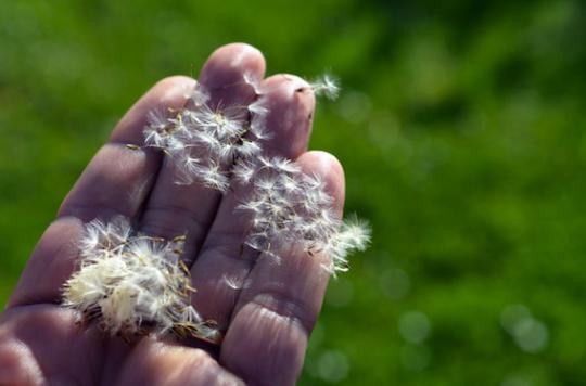 Pollen allergies: grasses persist