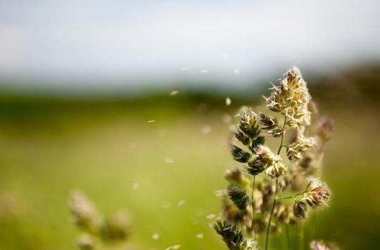 Ambrosia: significant peak of pollination in Lyon this weekend