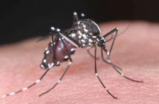 Mosquitoes: their resistance to insecticides explained by French researchers