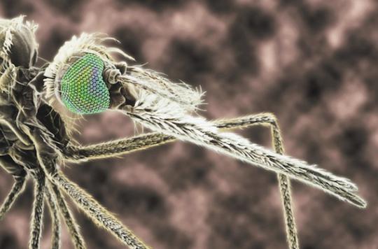 Eradicate malaria with mutant mosquitoes