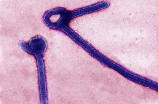 Ebola: a giant molecule could counter the virus