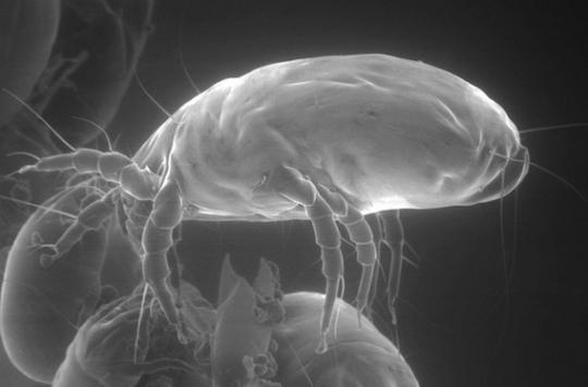 House dust mite allergies: a vaccine in less than 10 years