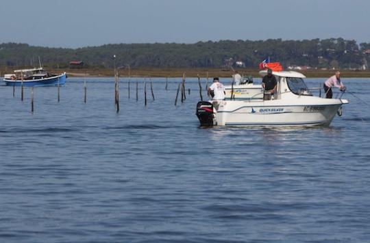 Arcachon basin: mussels and shellfish once again consumable