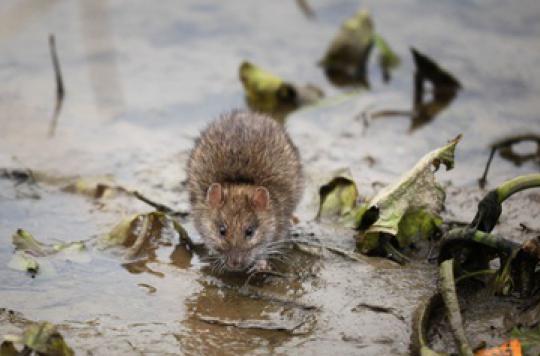 Health action plan: Paris goes to war against rats 