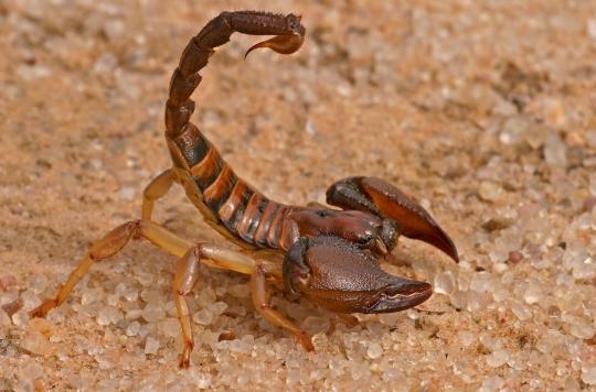 Arthritis: scorpion venom to relieve pain?