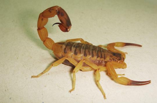 Scorpio: an anti-inflammatory against deadly stings