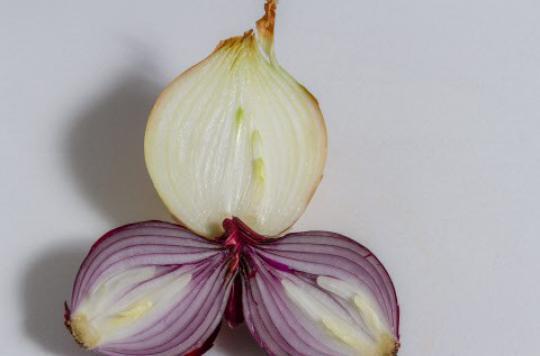 Artificial muscles created from onion cells