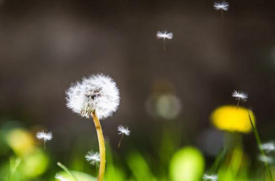 Allergies: all of France invaded by grass pollens