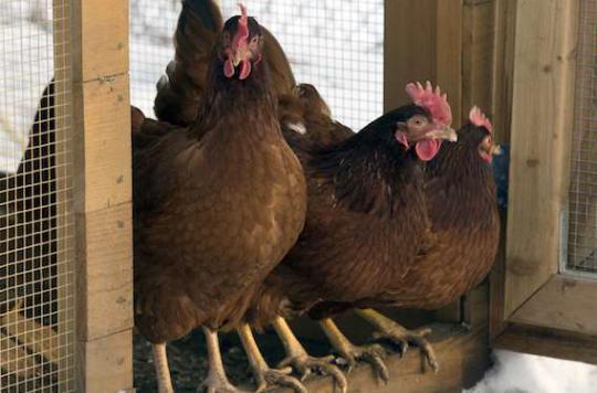 Avian influenza: efforts must not be slackened