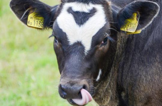 New case of mad cow disease in Ireland