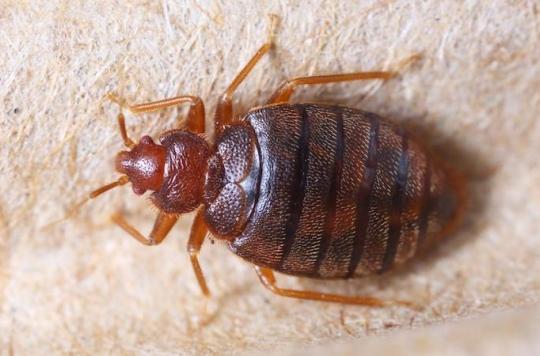 Nantes University Hospital: bed bugs infest emergency rooms