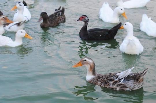 Avian influenza: an outbreak identified in Tarn-et-Garonne