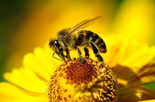 Bee stings: the first anti-venom tested