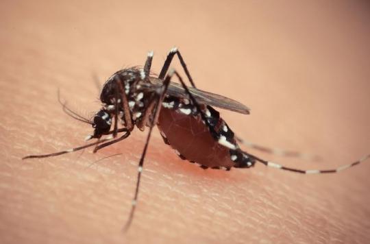 Zika: an antiviral against hepatitis C is potentially effective