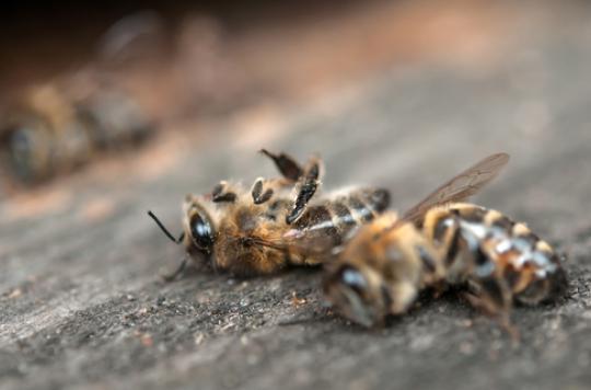 Zika: an insecticide kills millions of bees in the United States