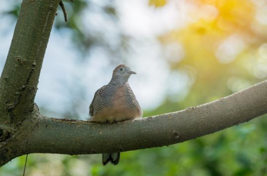 Avian influenza: open turtle dove hunting in Lot-et-Garonne