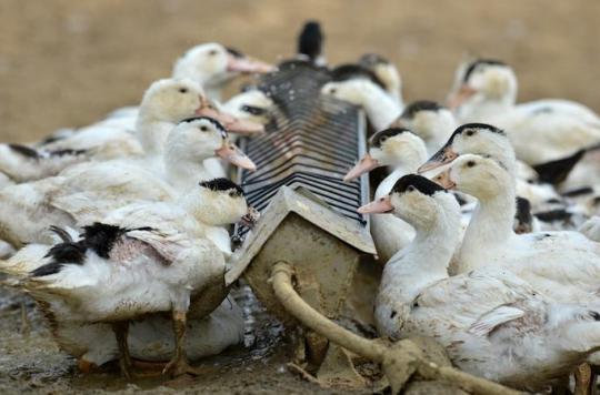 Avian flu: a shortage of foie gras at Christmas