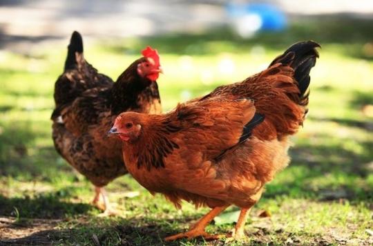 Netherlands: hundreds of thousands of chickens slaughtered because of a pesticide 