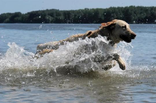 Neurotoxic algae: eight dogs die while bathing in the Loire