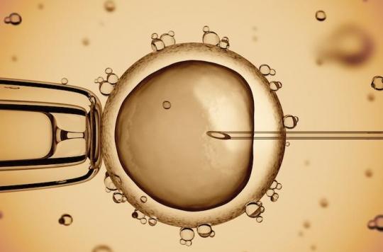 In the United States, scientists develop a human-sheep embryo